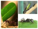 ما الحمل الذي يمكن أن تحمله النملة؟