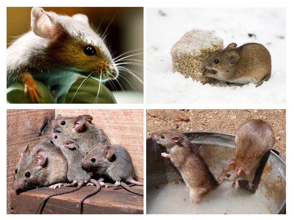 Įdomūs faktai apie peles