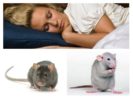 Pelės ir žiurkės svajoja
