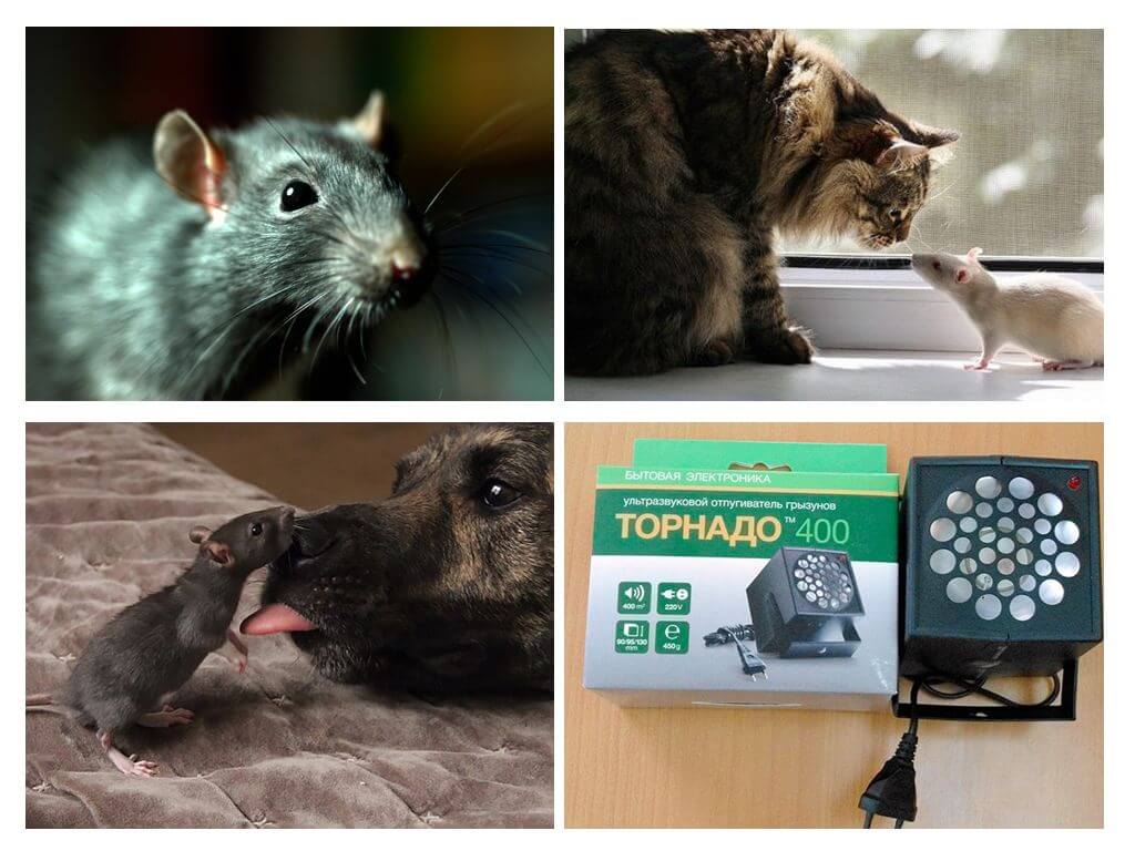 Wovor Ratten und Mäuse Angst haben
