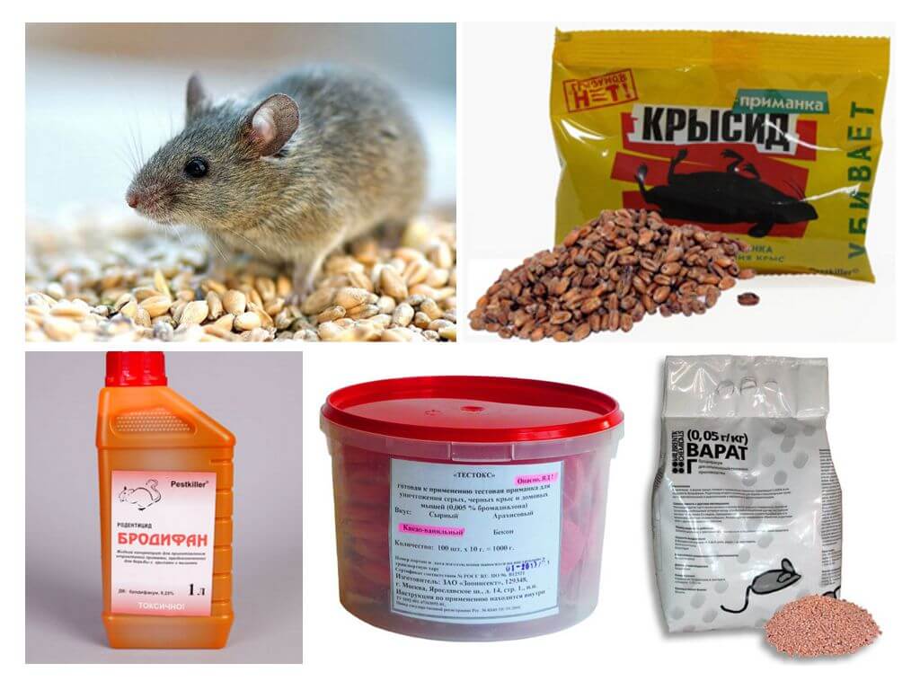 Най-добрите лекарства за мишки