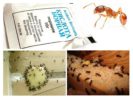 Distruzione di formiche a casa