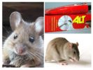 Pang-pandikit para sa mga rodents
