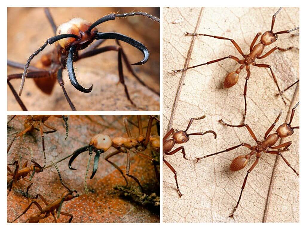 Pavojingiausios skruzdėlės pasaulyje
