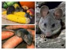 Schade door muizen in het land
