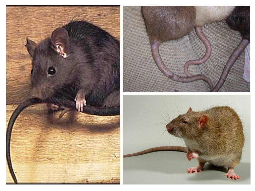 Dlaczego szczury potrzebują ogona?