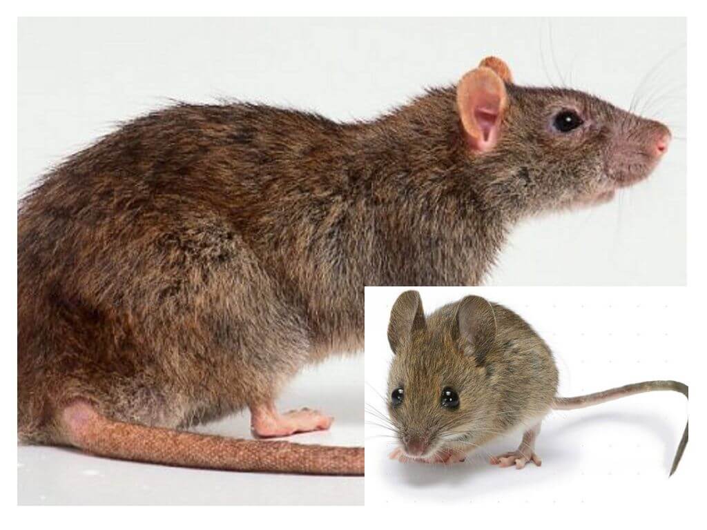 Care este diferența dintre un șoarece și un șobolan
