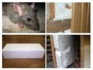 Råttor och pyrofoam