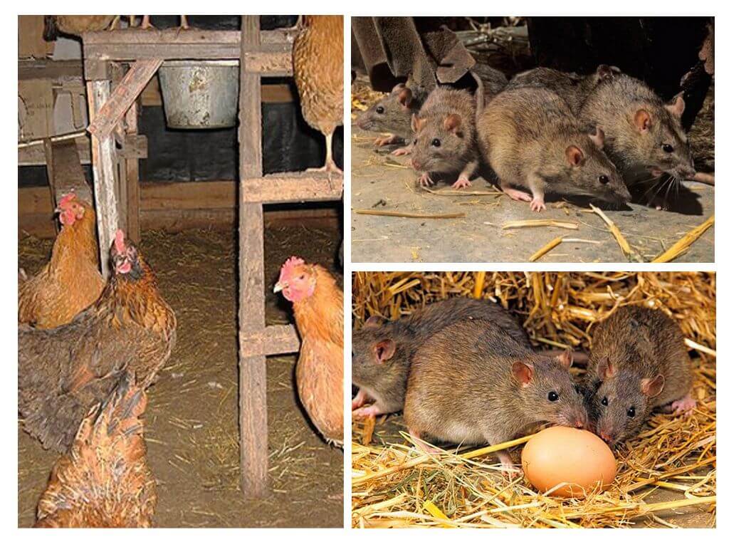 Kuinka käsitellä rottia kanan yhteistyössä