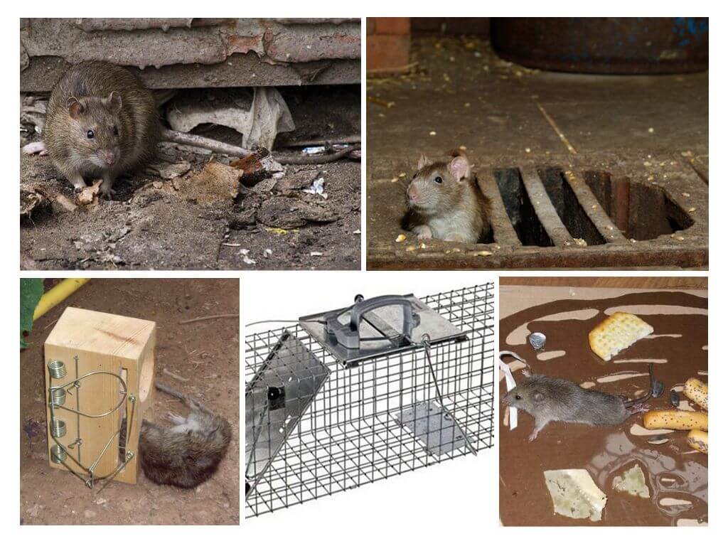Hur man får ut råttor från källaren med folkrättsmedel