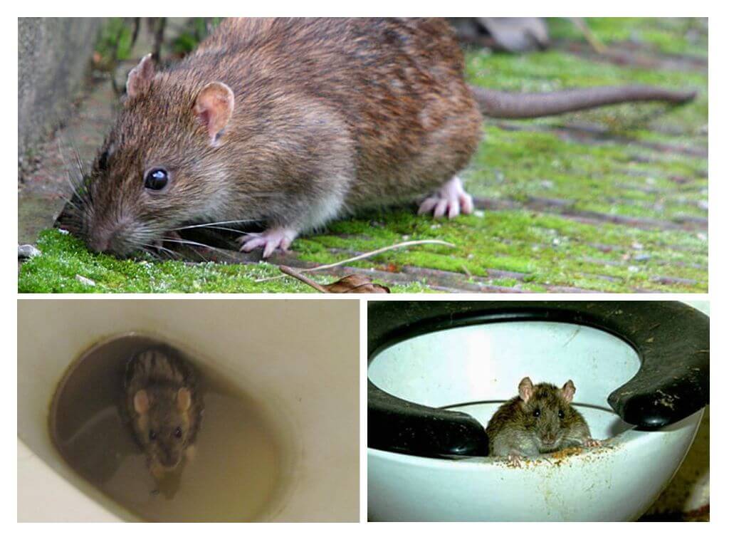 Kan en råtta komma ur toaletten