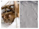 Tikus pada musim sejuk