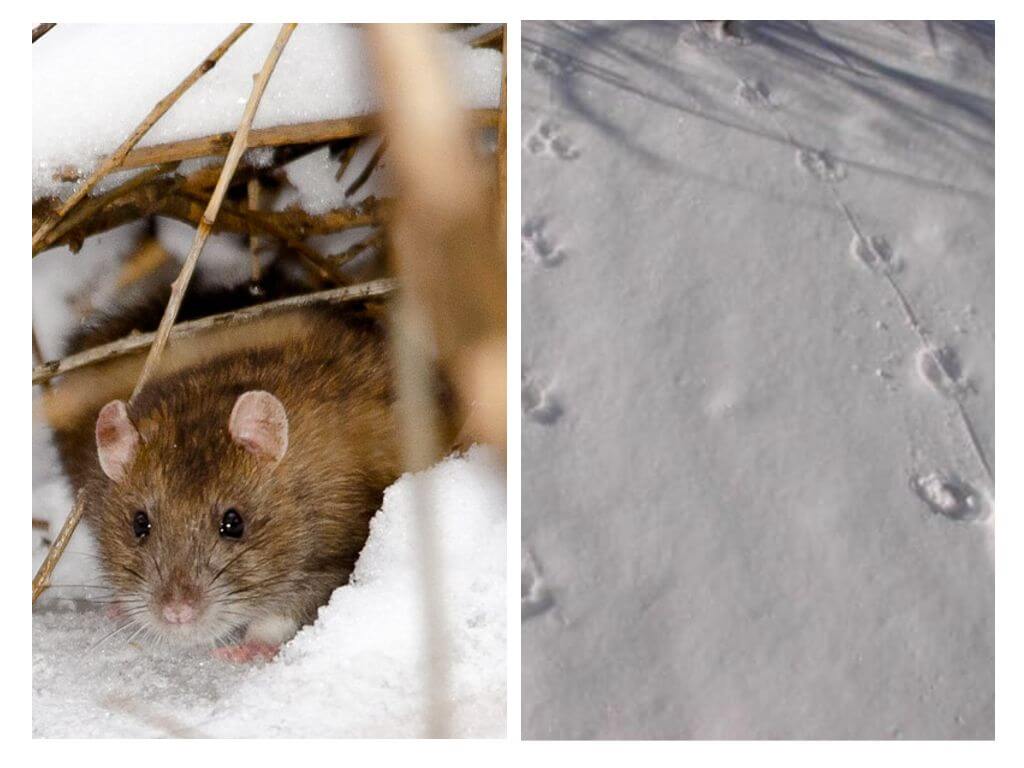 Cum arată urmele de șobolan în zăpadă