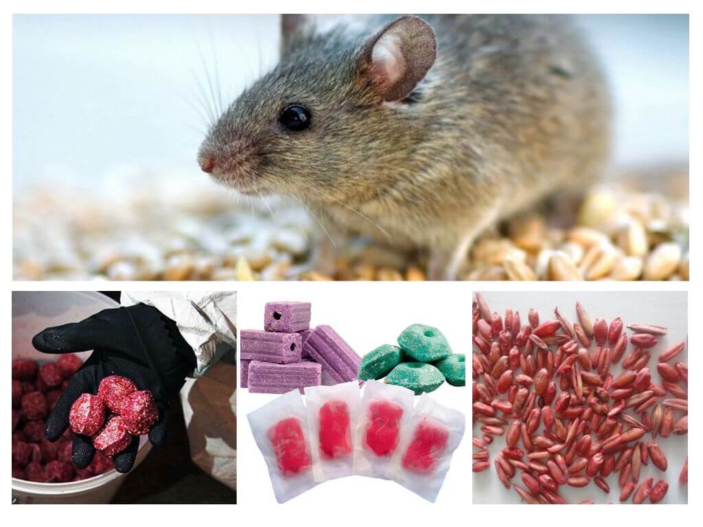 Δηλητήριο για ποντικούς και ποντικούς