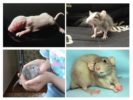 Șobolani de copil