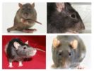 A orientação visual de ratos
