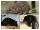 Czarne i szare szczury