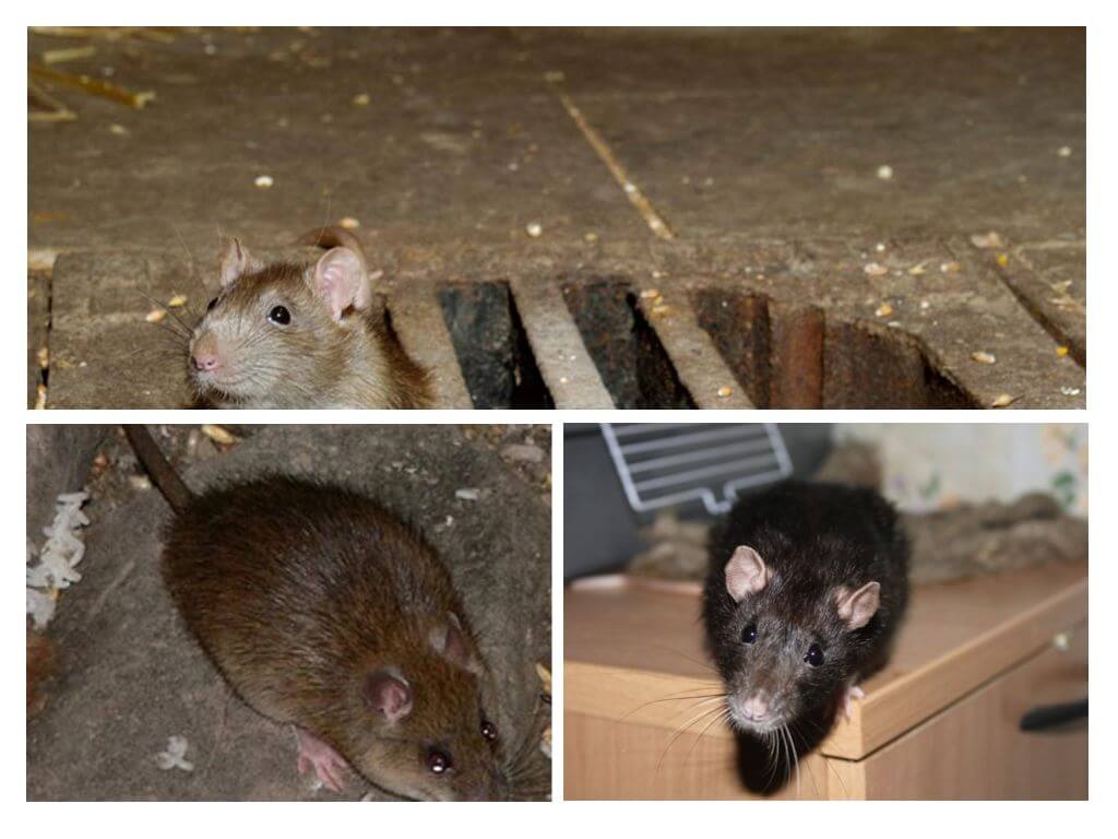 Comment attraper un rat dans la maison