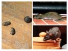 Rats dans l'appartement