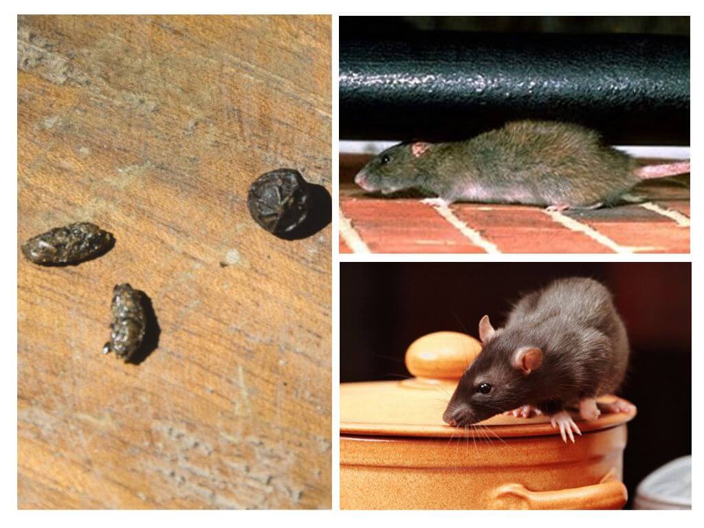 Wie man mit Ratten in der Wohnung umgeht