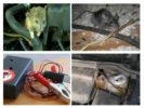 Ποντίκια στο αυτοκίνητο