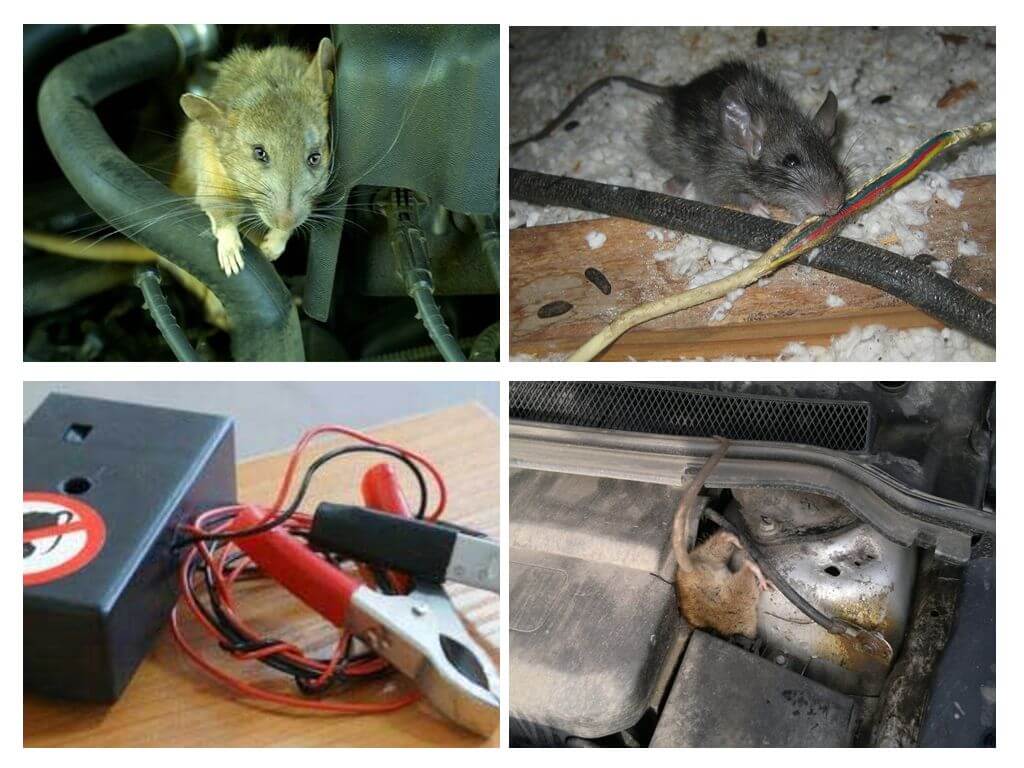 Hur man kan bli av med råttor under huven på en bil