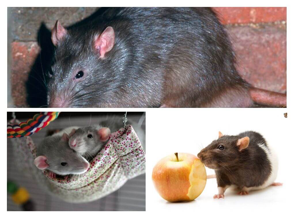 Fatos interessantes sobre ratos