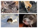 Animals que mengen ratolins