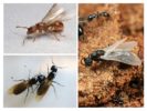 Flygande myror