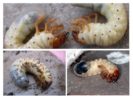 Larvas de insetos