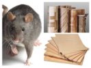 Kinagat ba ng mga rodents ang playwud at linoleum
