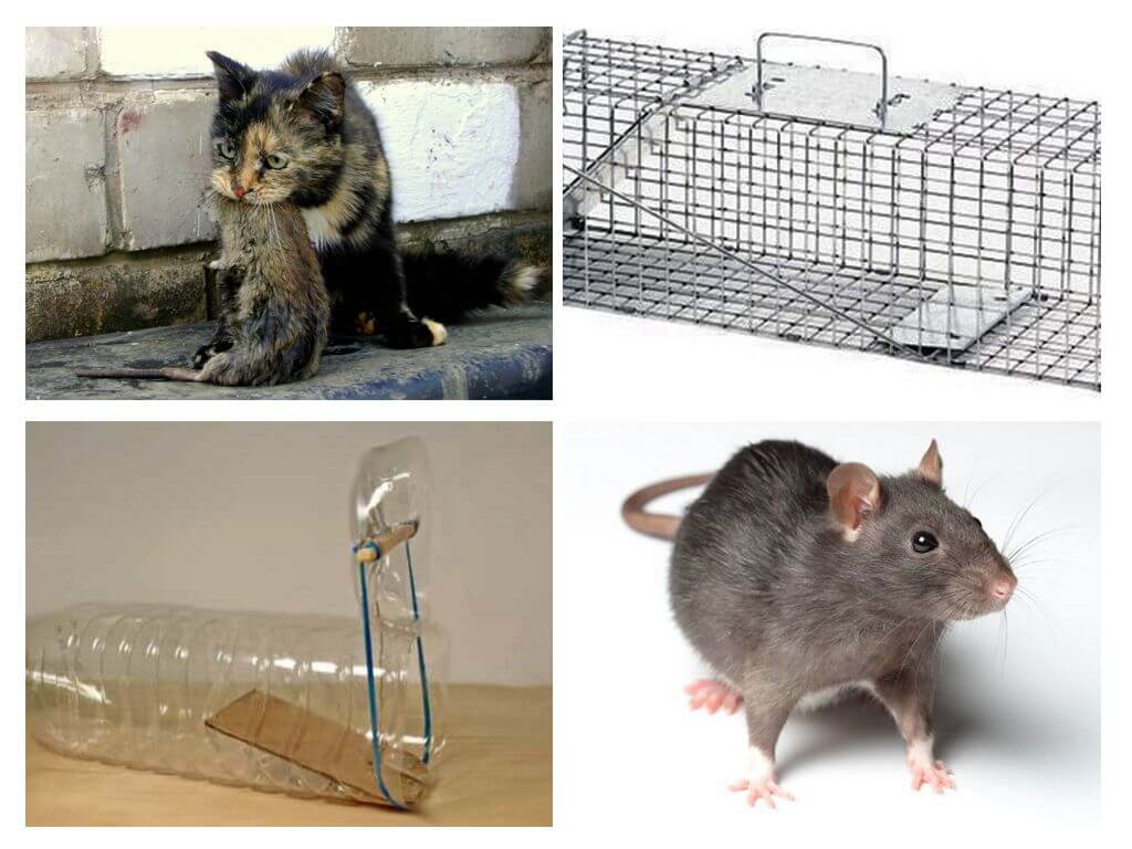 Sıçanlar özel bir evden nasıl çıkarılır