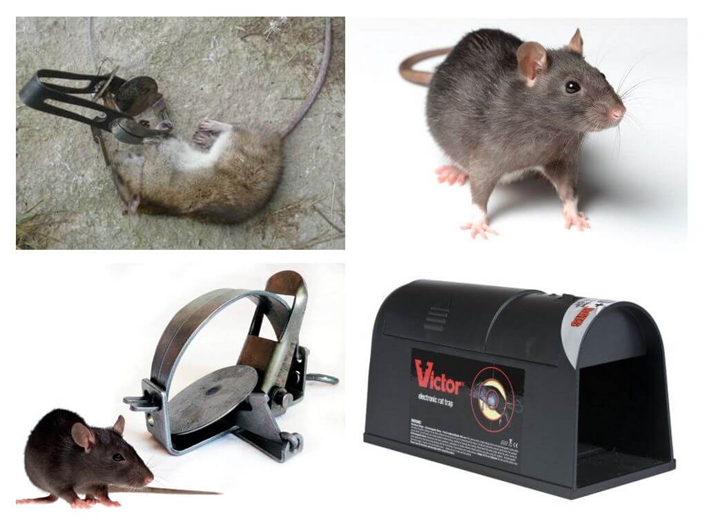 Perangkap untuk tikus