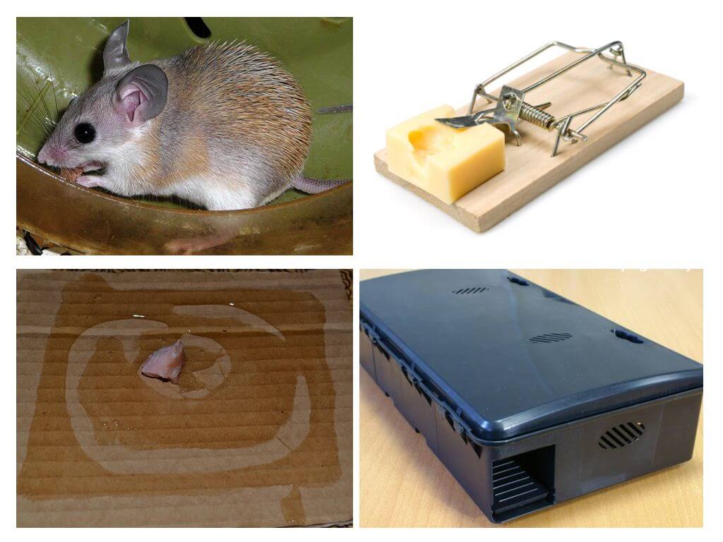 Jak wydostać myszy z prywatnego domu