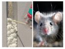 Polyurethane foam at rodents