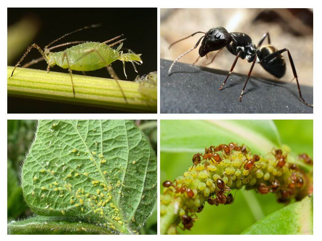 Tipul de relație între furnici și afide