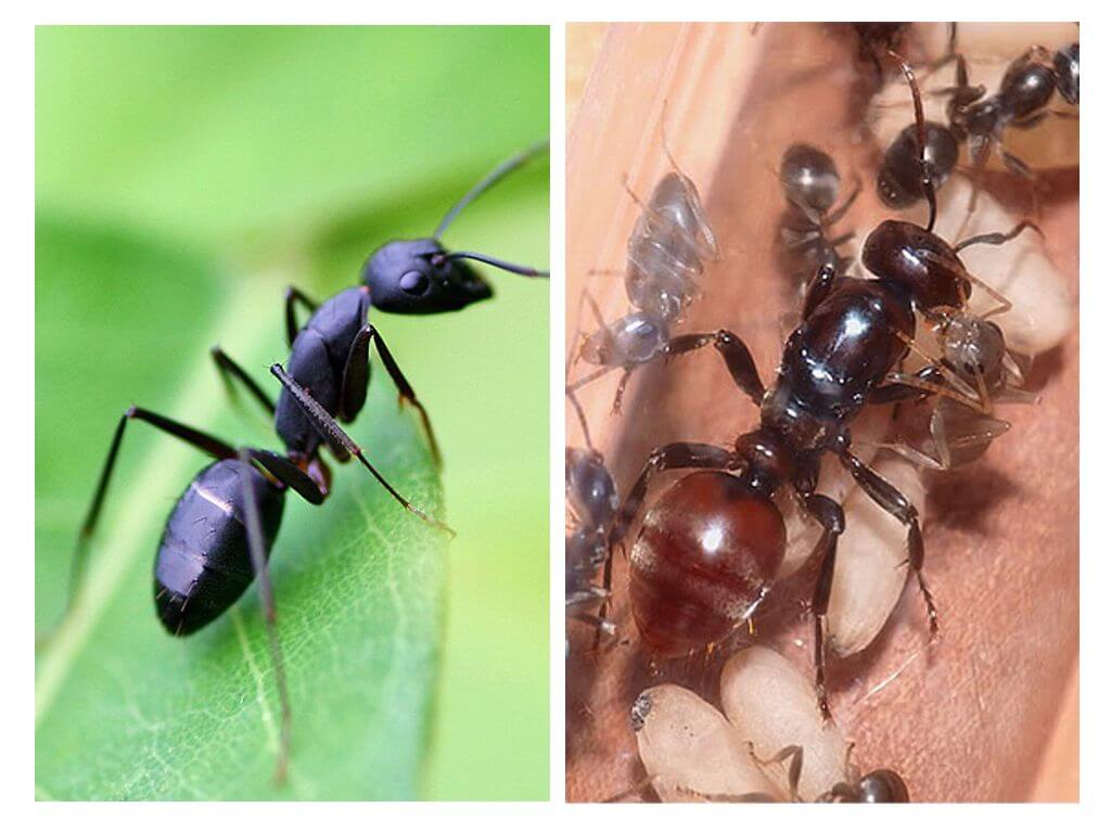 Quant temps viu una formiga?