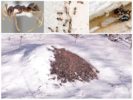 Ameisenhaufen im Winter