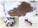 Kışın karınca yuvası
