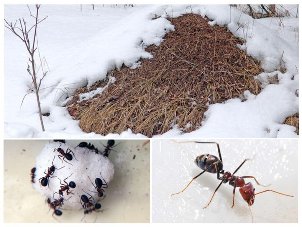 Ką skruzdėlės veikia žiemą