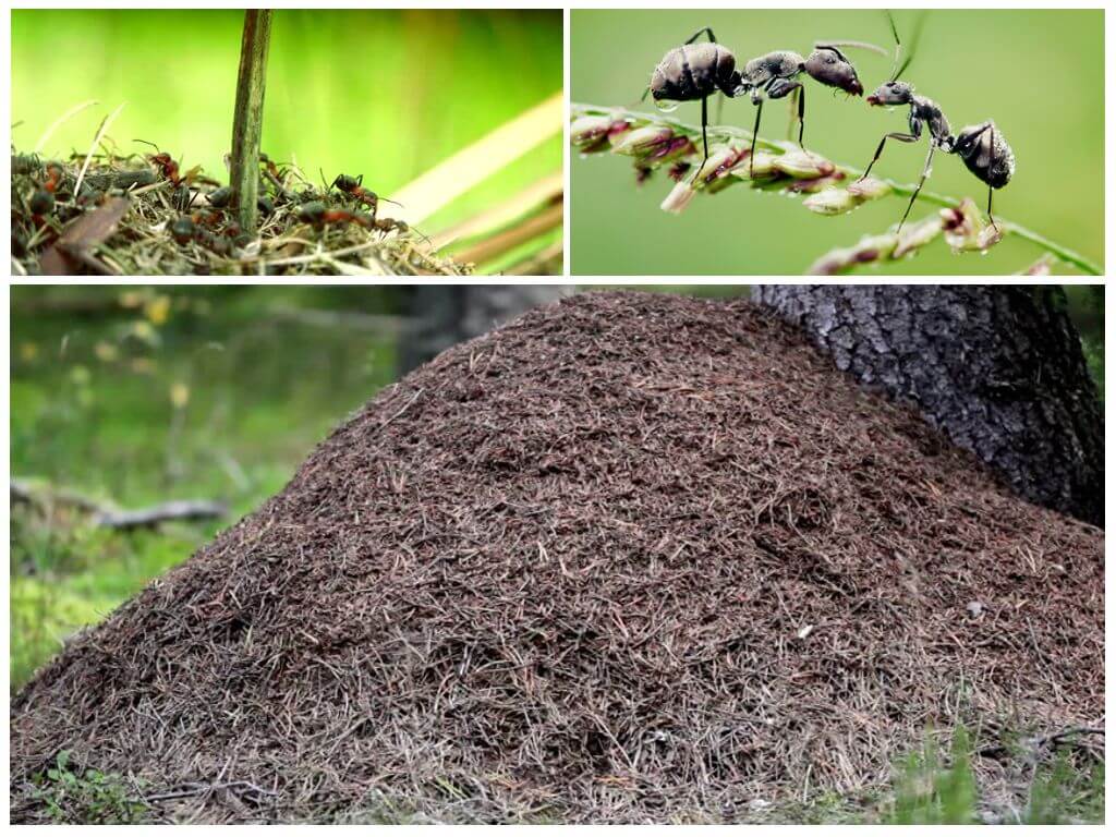Vilken sida av trädet kommer myrorna att bygga