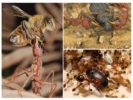 Plėšrūnų skruzdžių maistas