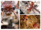 Buldogas skruzdėlės