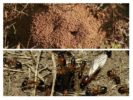 Formigas no jardim