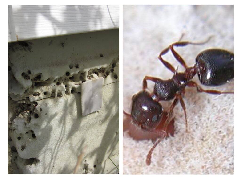 Mrówki żyją w grzejniku