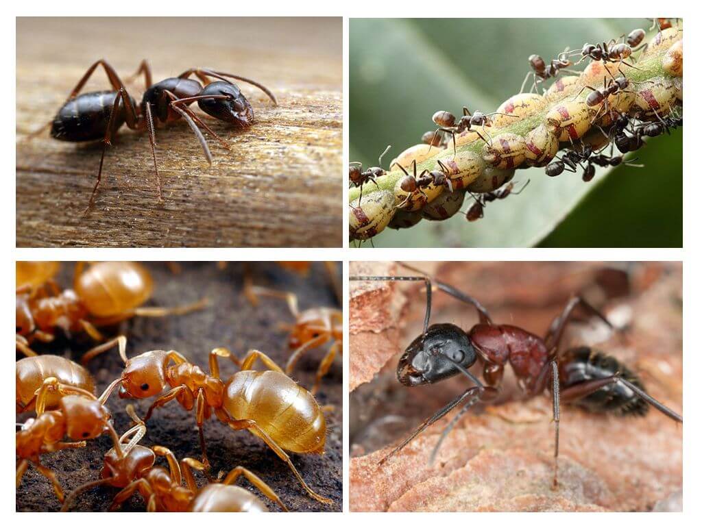 Formigas de jardim mal e bom