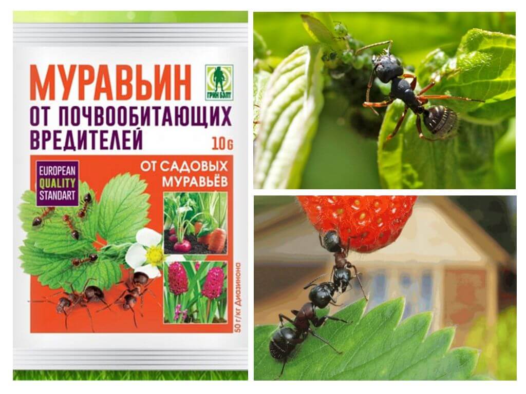 Skruzdžių 10 g skruzdžių: naudojimo instrukcijos ir apžvalgos