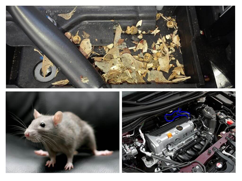 איך להוציא עכברים מהרכב