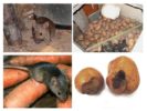 Șoareci în pivniță