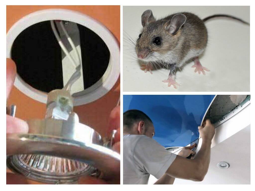 Как да се отървем от мишки в опънат таван
